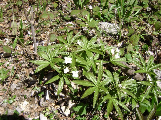 Monte Pizzoccolo da Sanico 004.jpg