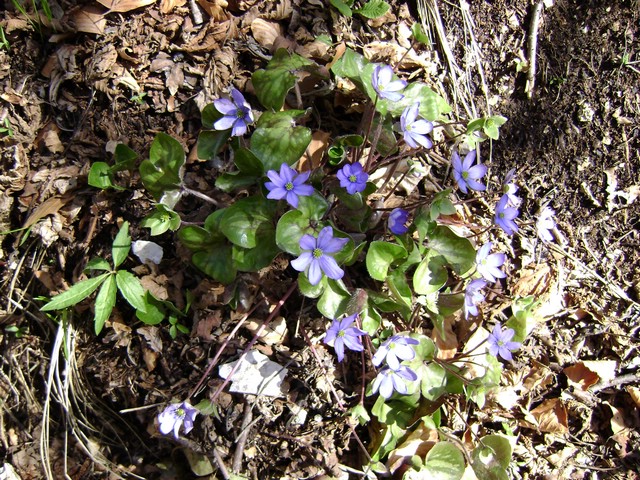 Monte Pizzoccolo da Sanico 008.jpg