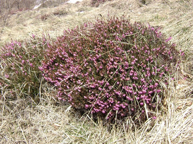 Monte Pizzoccolo da Sanico 009.jpg