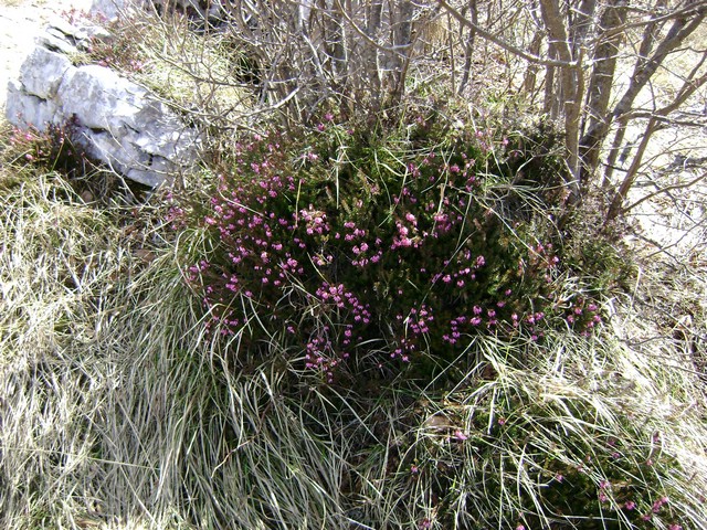 Monte Pizzoccolo da Sanico 011.jpg