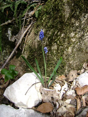 Monte Pizzoccolo da Sanico 024.jpg