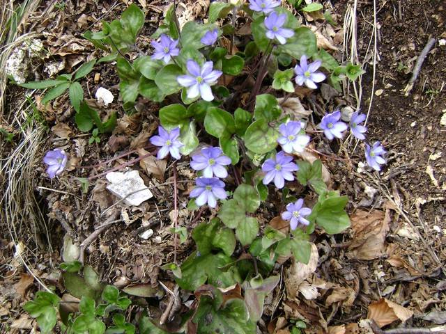 Monte Pizzoccolo da Sanico 025.jpg