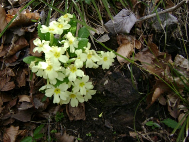 Monte Pizzoccolo da Sanico 026.jpg