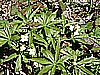 Monte Pizzoccolo da Sanico 005.jpg