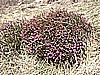 Monte Pizzoccolo da Sanico 009.jpg