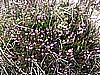 Monte Pizzoccolo da Sanico 010.jpg