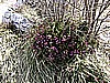 Monte Pizzoccolo da Sanico 012.jpg