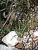 Monte Pizzoccolo da Sanico 024.jpg