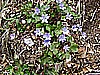 Monte Pizzoccolo da Sanico 025.jpg