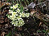 Monte Pizzoccolo da Sanico 026.jpg