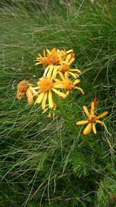 Arnica
