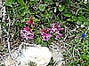becco_filadonna 004.jpg