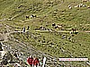 buffaure 011.jpg
