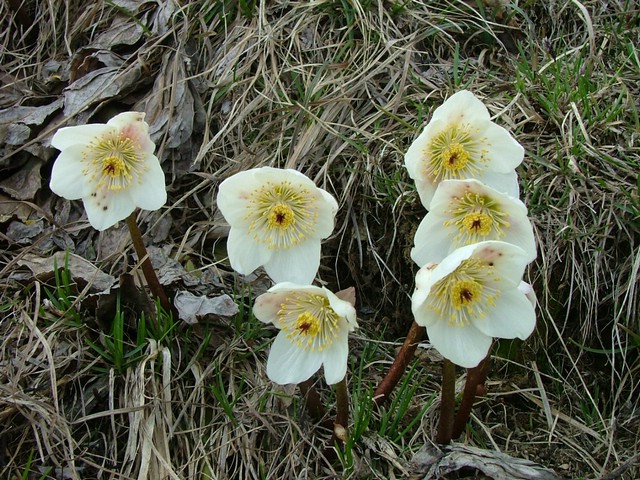 caplone_tombea 022.jpg