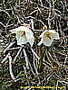 caplone_tombea 012.jpg