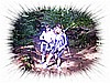 dos del sabion 016.jpg