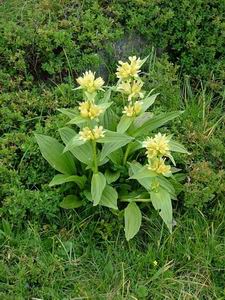 Genziana punteggiata