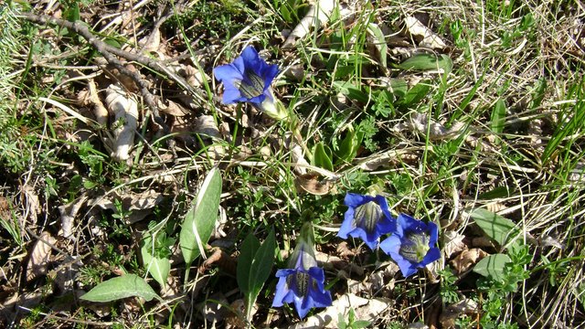 monte visigno 001.jpg
