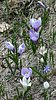 monte visigno 009.jpg