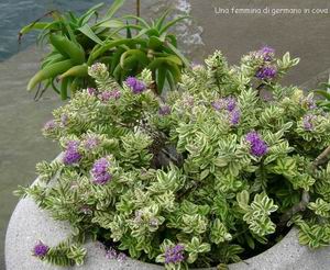Femmina di germano in cova tra i fiori
