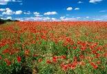 Paesaggio floreale