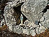 Monte Pizzoccolo 013.jpg