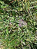 Rifugio Erdemolo 002.jpg