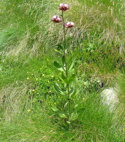 Rifugio Segantini 003.jpg