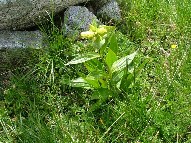 Rifugio Segantini 006.jpg