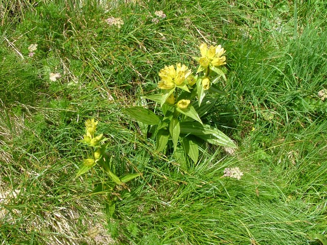 Rifugio Segantini 011.jpg