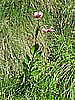 Rifugio Segantini 002.jpg