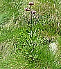 Rifugio Segantini 003.jpg