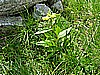 Rifugio Segantini 006.jpg