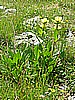 Rifugio Segantini 007.jpg