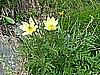 Rifugio Segantini 015.jpg