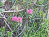Rifugio Segantini 024.jpg